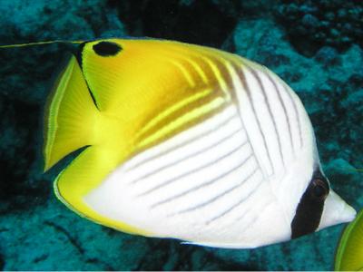 Threadfin butterflyfish